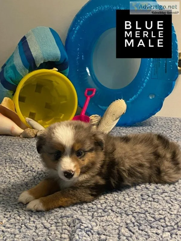 Toy Aussie Puppies