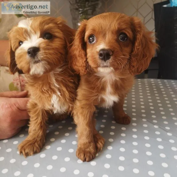 Well Socialized Cavapoo Puppies