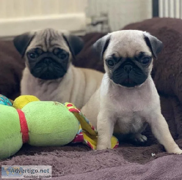 Beautiful Pugs