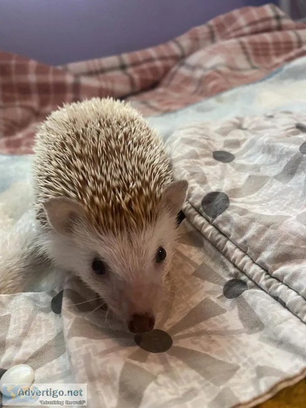 Hedgehog