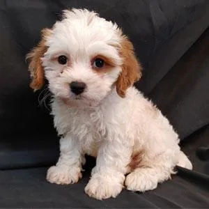 Cavapoo Male and Females