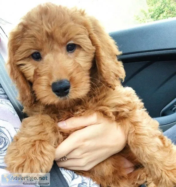 Non shedding goldendoodles
