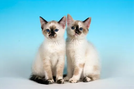Siamese Kittens