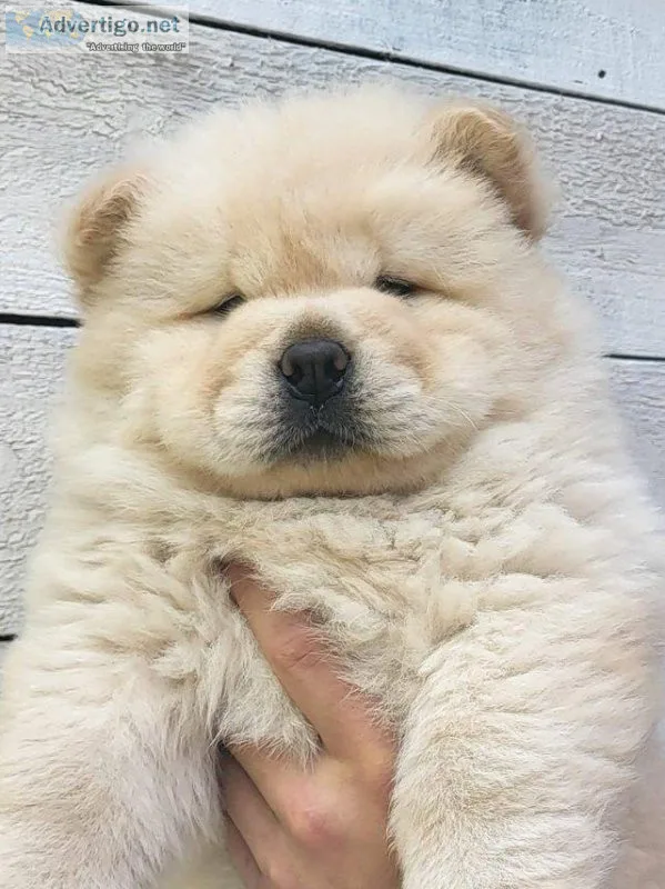 7 Stunning Chowchow puppy Bears  for saleGive a Pet a Forever Ho