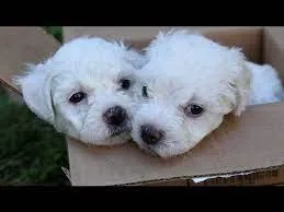Adorable Toy Bichon Puppies