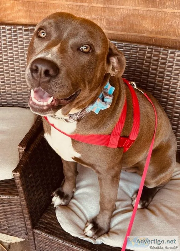 Rehoming pit bull puppy