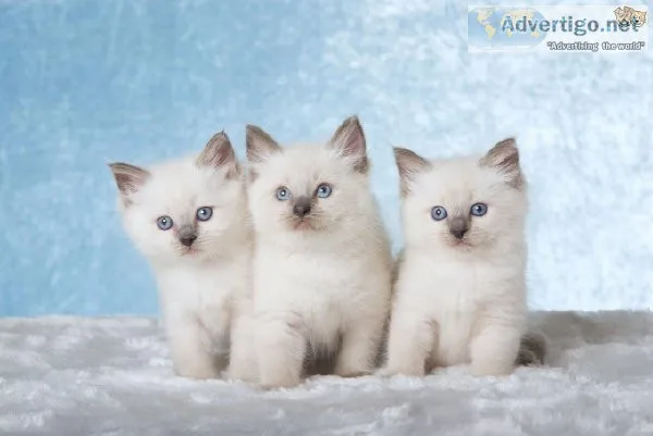 Seal point  Ragdoll Kitten