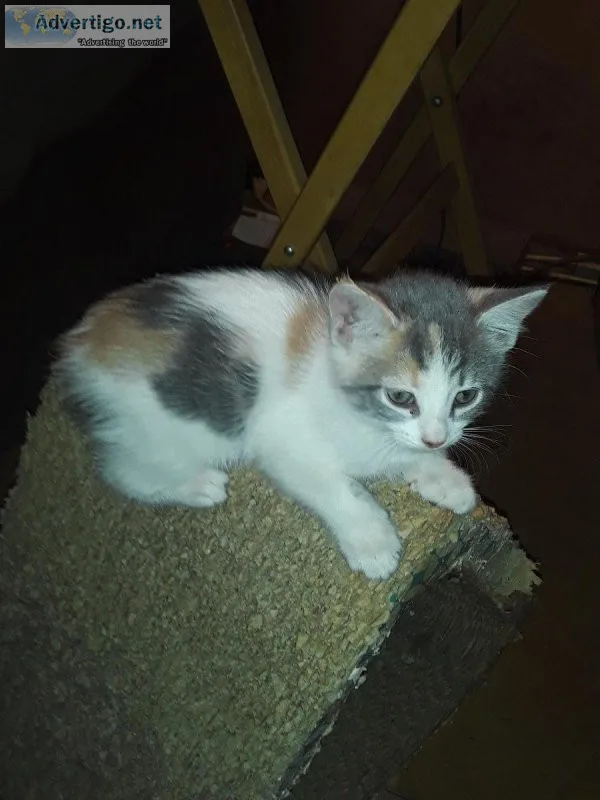 Kittens ready to rehome