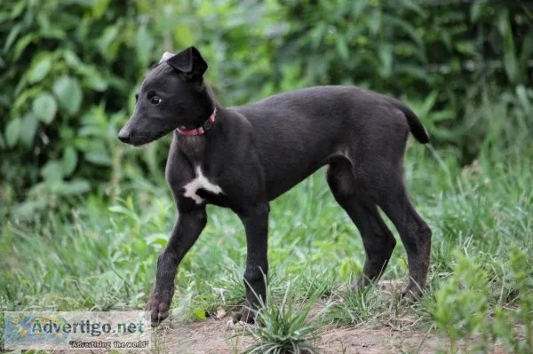 Italian Greyhound Puppies