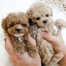 TINYTEACUP POODLE PUPS. HYPO-ALLERGENIC