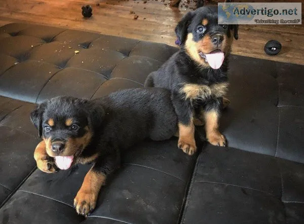 Rottweiler puppies Needs a New Family