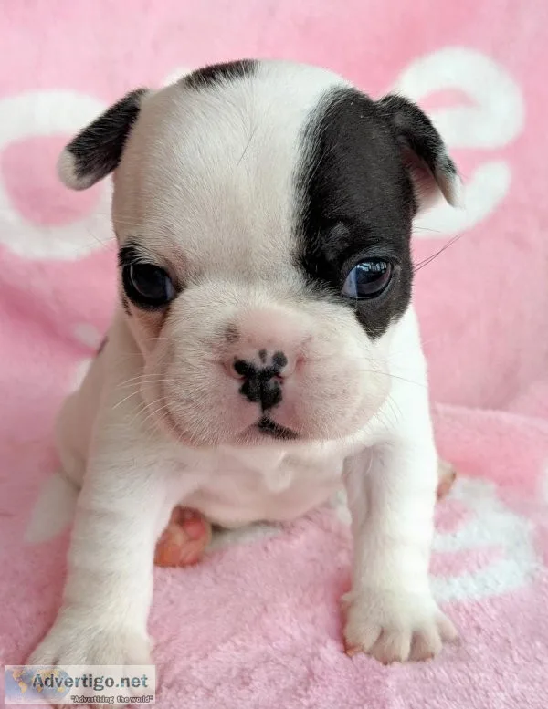 French Bulldog Puppies Available