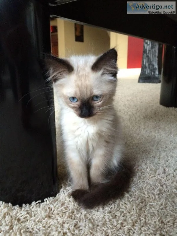Balinese kitten for sale
