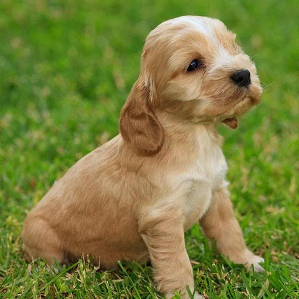 AKC Cocker Spaniel Puppies