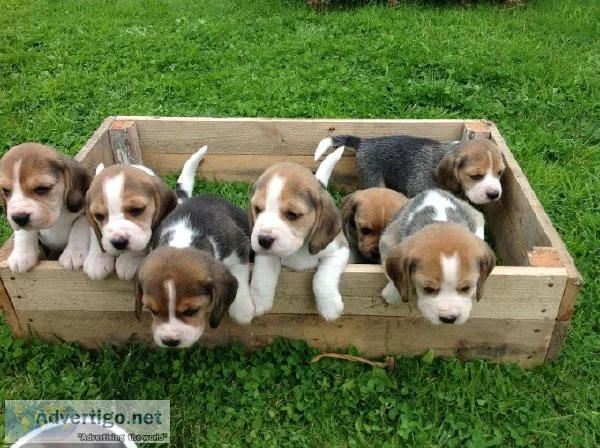 Beagle puppies