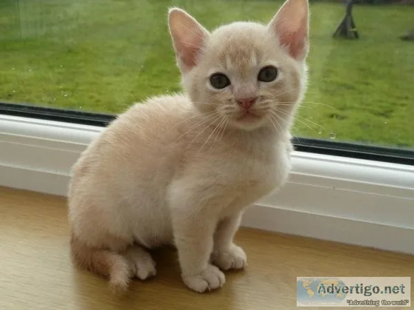 Male Burmese Kittens