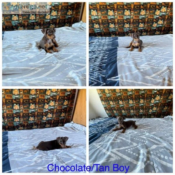 Miniature Pinscher Puppies