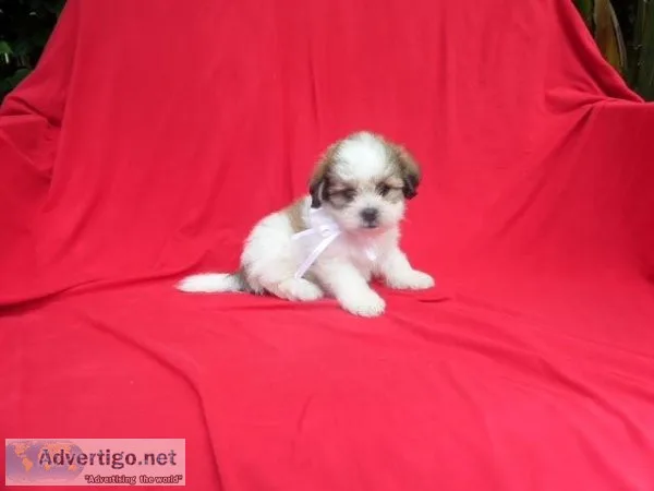 Morkie Puppies