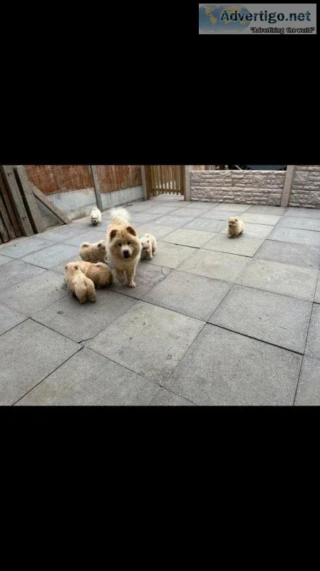 outstanding litter of chow chow puppies AVAILABLE NOW