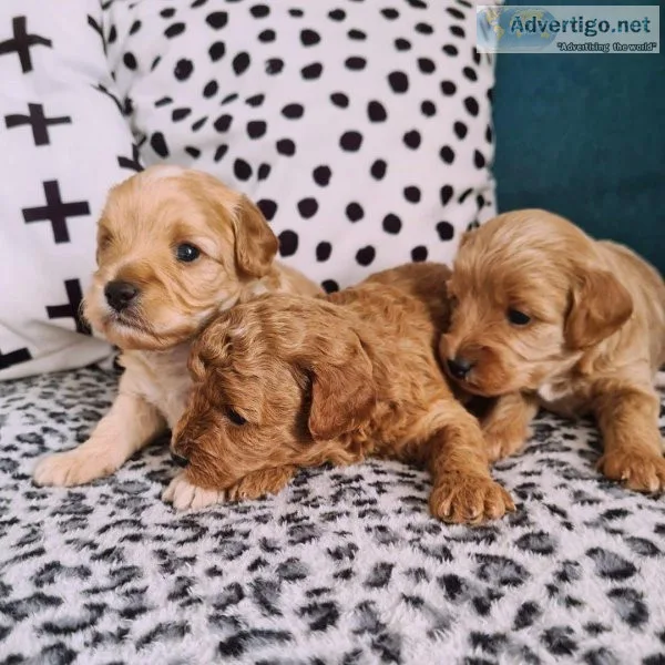 Available Cavapoo Puppies
