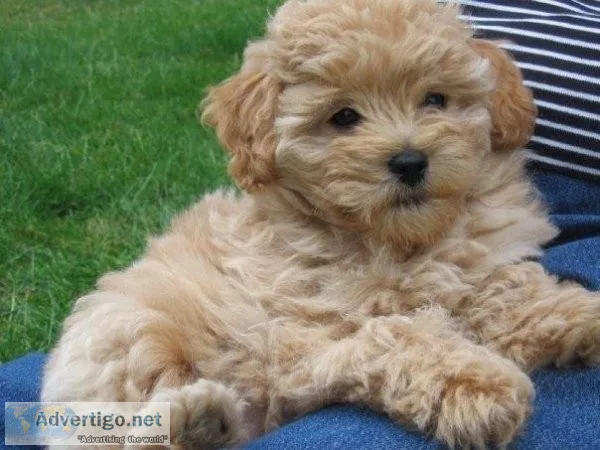 Golden Doodle Puppies F1