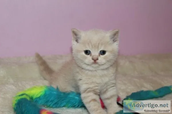 Scottish Straight Female Kittens