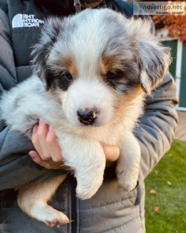 Healthy Australian Shepherd Ready
