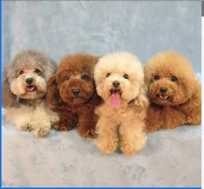 Looking for The Best Dog bath in Lakefield