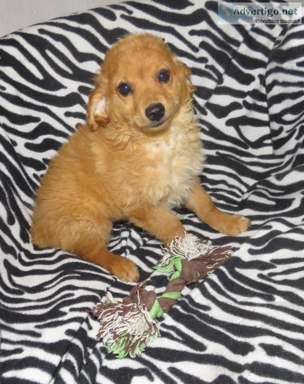 Mini Goldendoodle puppy
