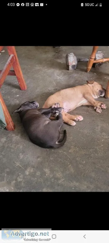 2 pittbull pups forsale