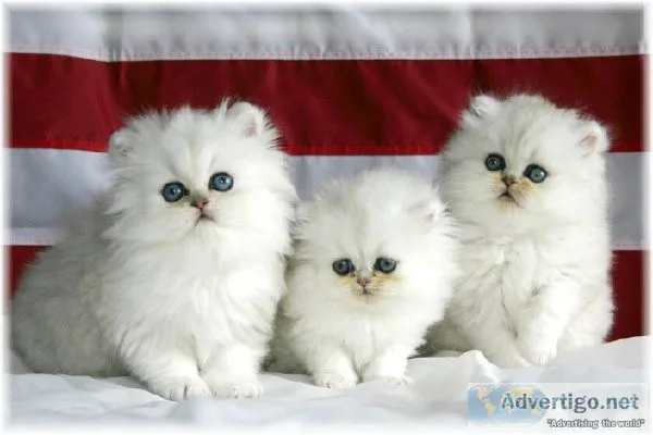 CFA Registered Purebred Persian Kittens