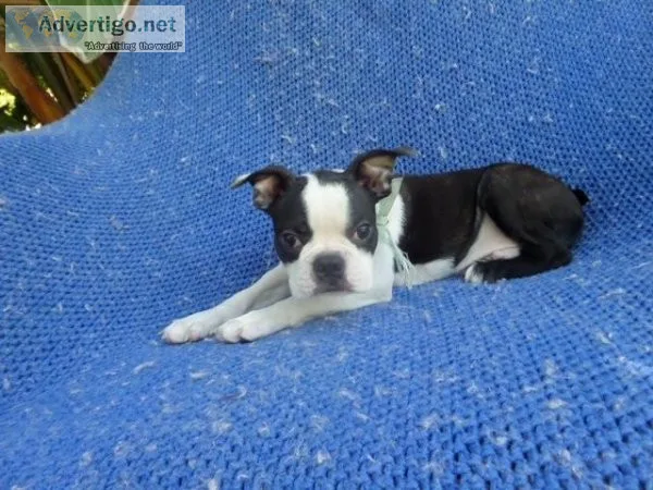 Boston Terrier Puppies