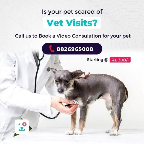 Veterinary Doctor In Delhi For Affordable Prices - Monkoodog