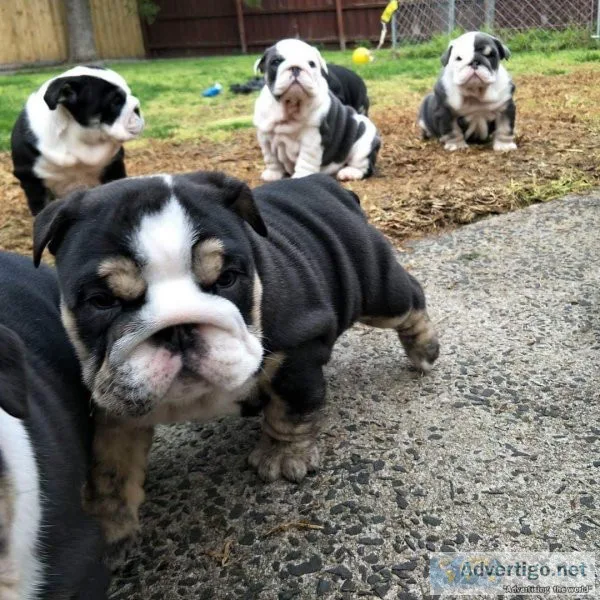 Happy English Bulldog Ready