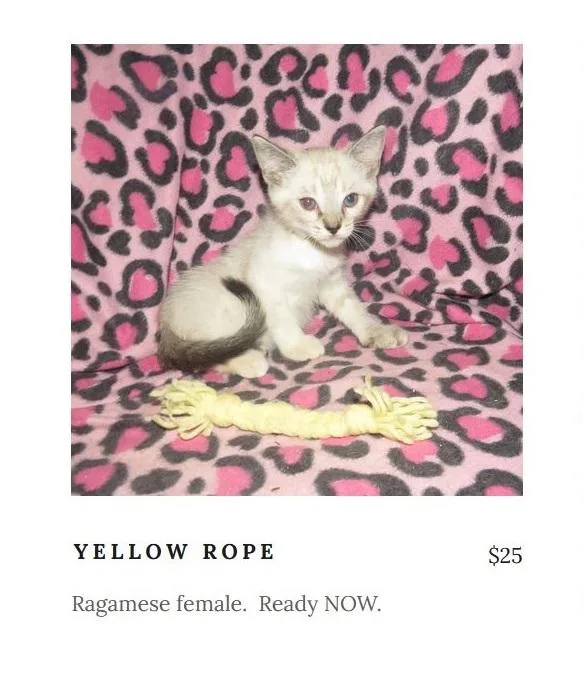 Ragamese kittens