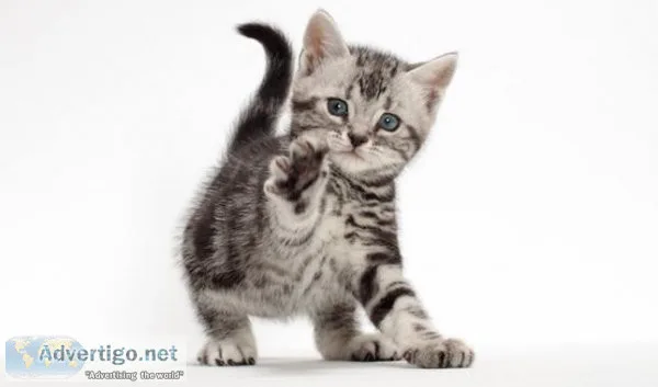 American Shorthair kittens