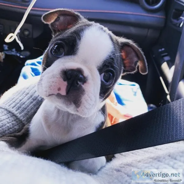 Super Cute Boston Puppies Available