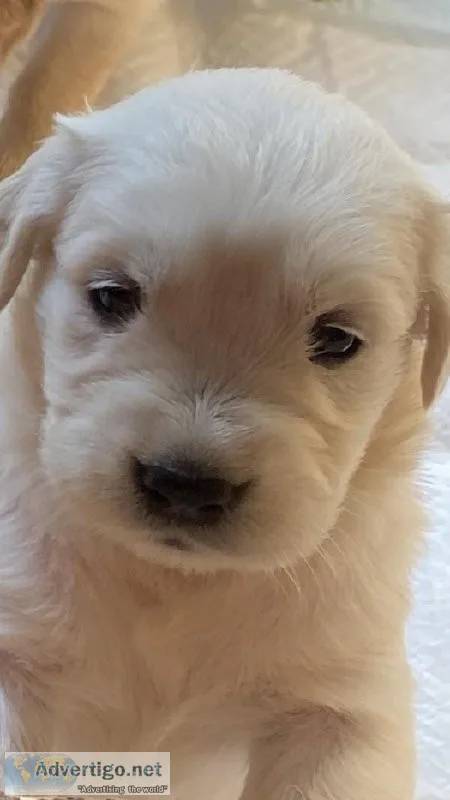 English Cream Golden Retriever Puppies