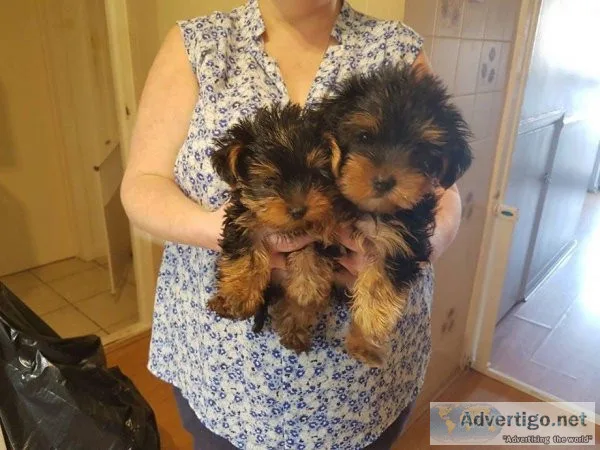 Teacup Yorkie Puppies