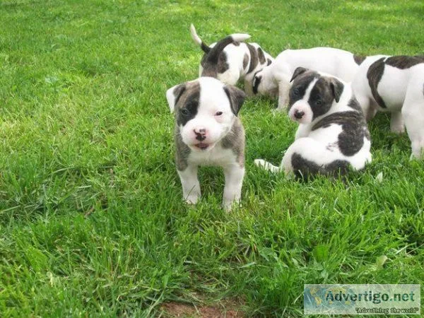 American Bully Puppies