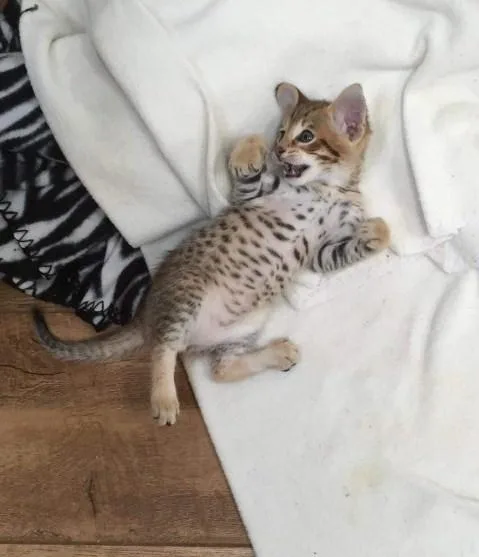Adorable F-2 Savannah Kittens