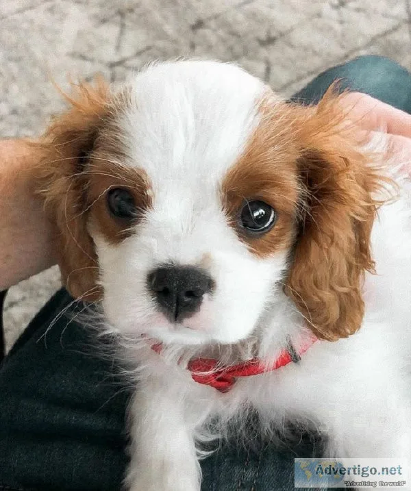 MF Cavalier King Charles Pups