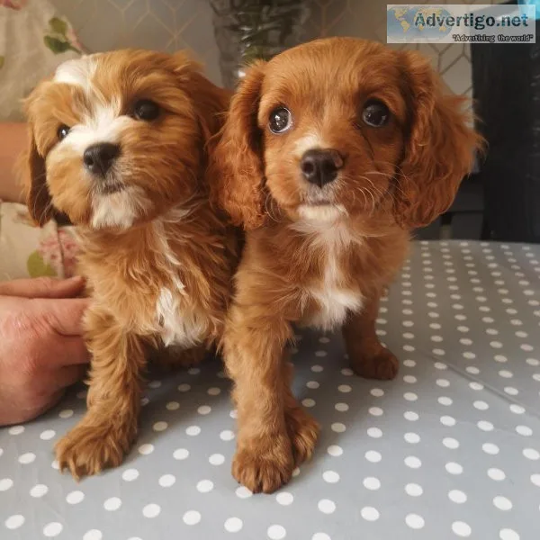 gorgeous Cavapoo Puppies Available