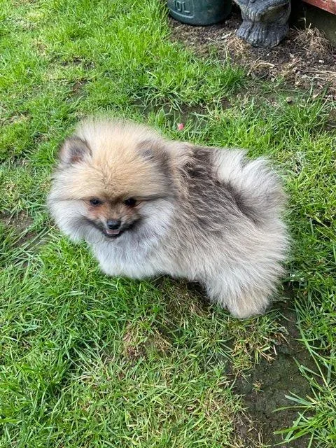 Not Just Any Pomeranian Pups &hellip.Stunning KC Champion Pups