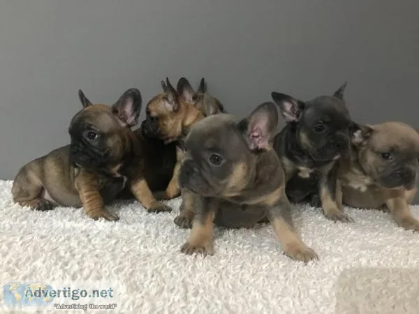 AKC French Bulldog Female