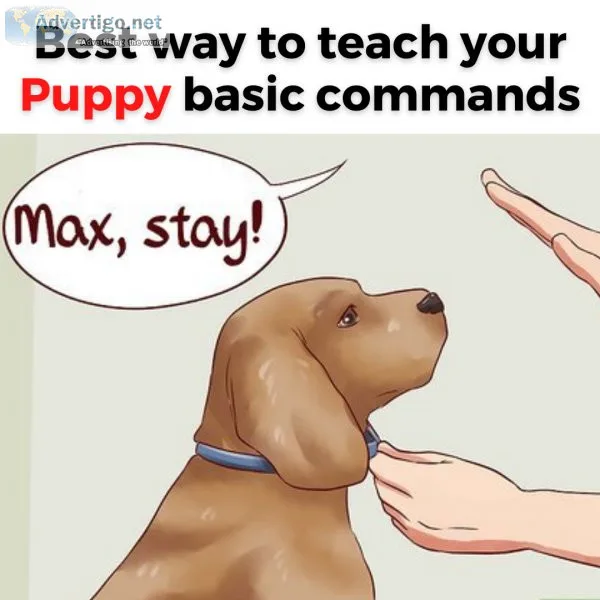 How to Train Your Puppy