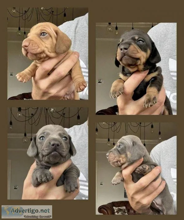 KENNEL CLUB REGISTERED Miniature Dachshunds available