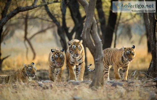Ranthambore national park safari booking