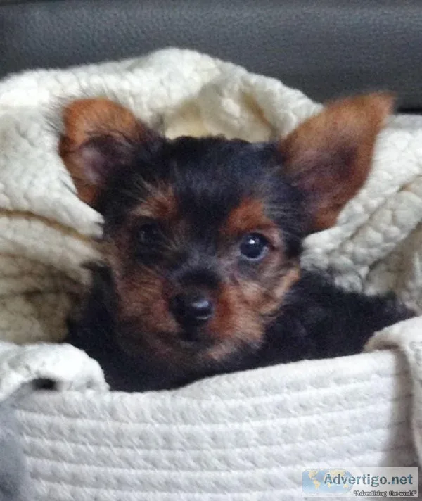 Full-Blooded Male Yorkie &ndash Clyde
