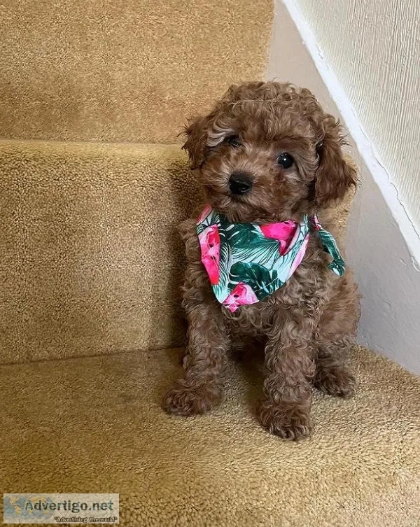 Lovely beautiful  Stunning Toy poodle available for sale
